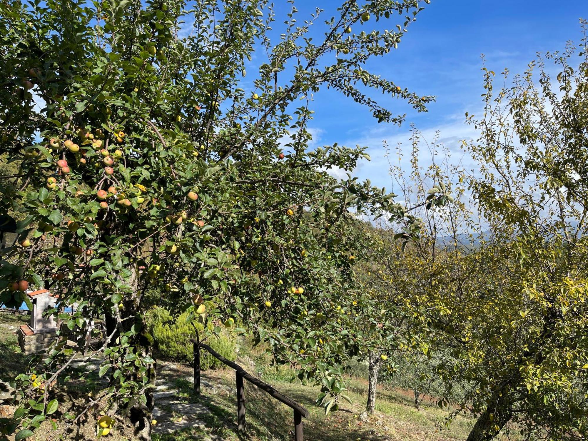 Caprese Michelangelo Bio Agriturismo Il Vigno מראה חיצוני תמונה