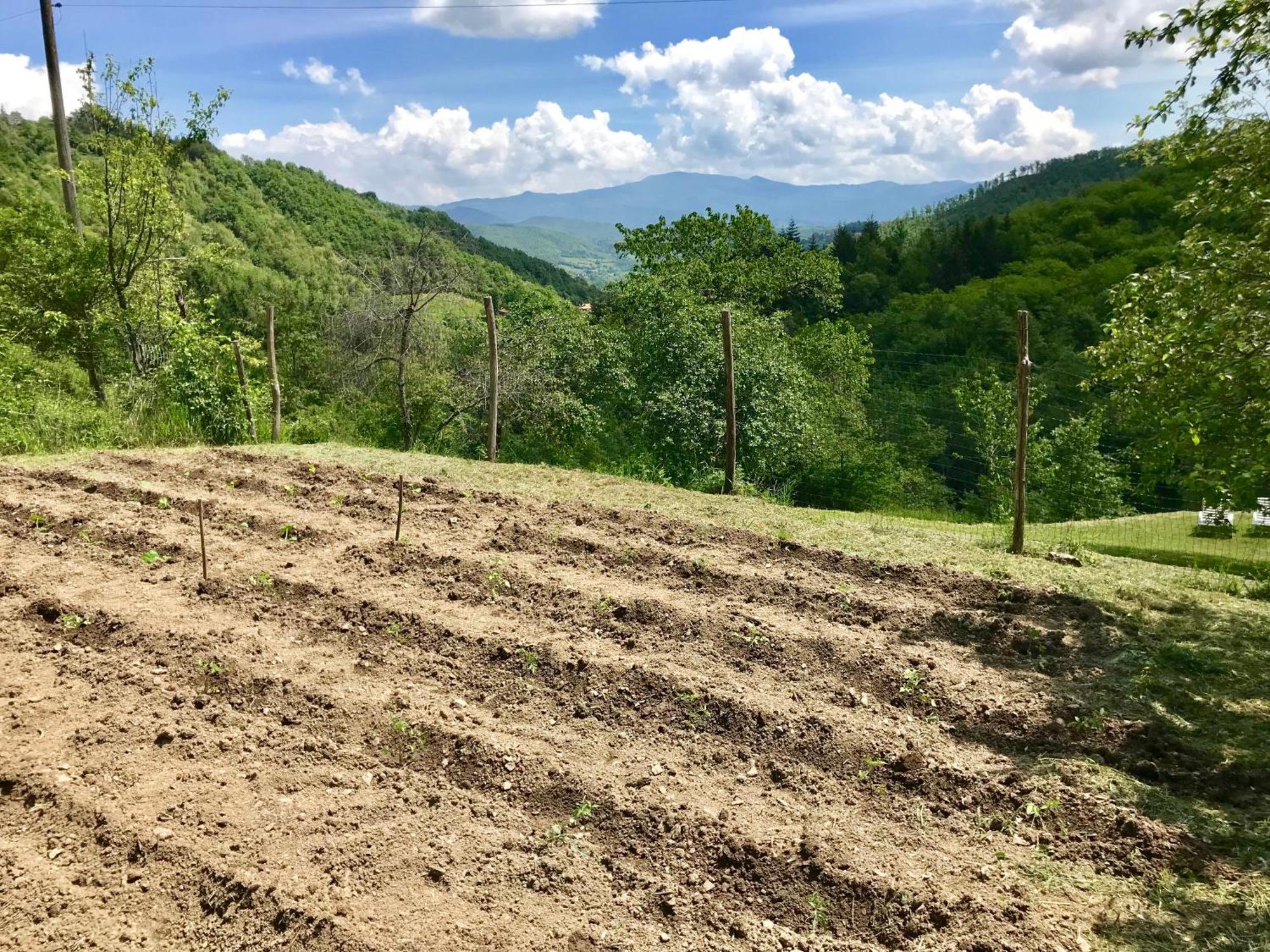 Caprese Michelangelo Bio Agriturismo Il Vigno מראה חיצוני תמונה