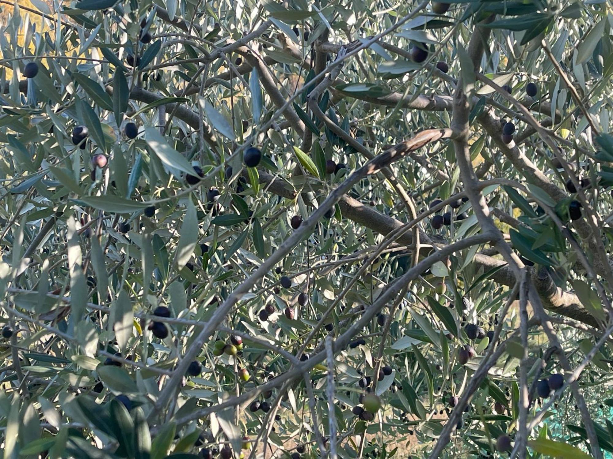 Caprese Michelangelo Bio Agriturismo Il Vigno מראה חיצוני תמונה