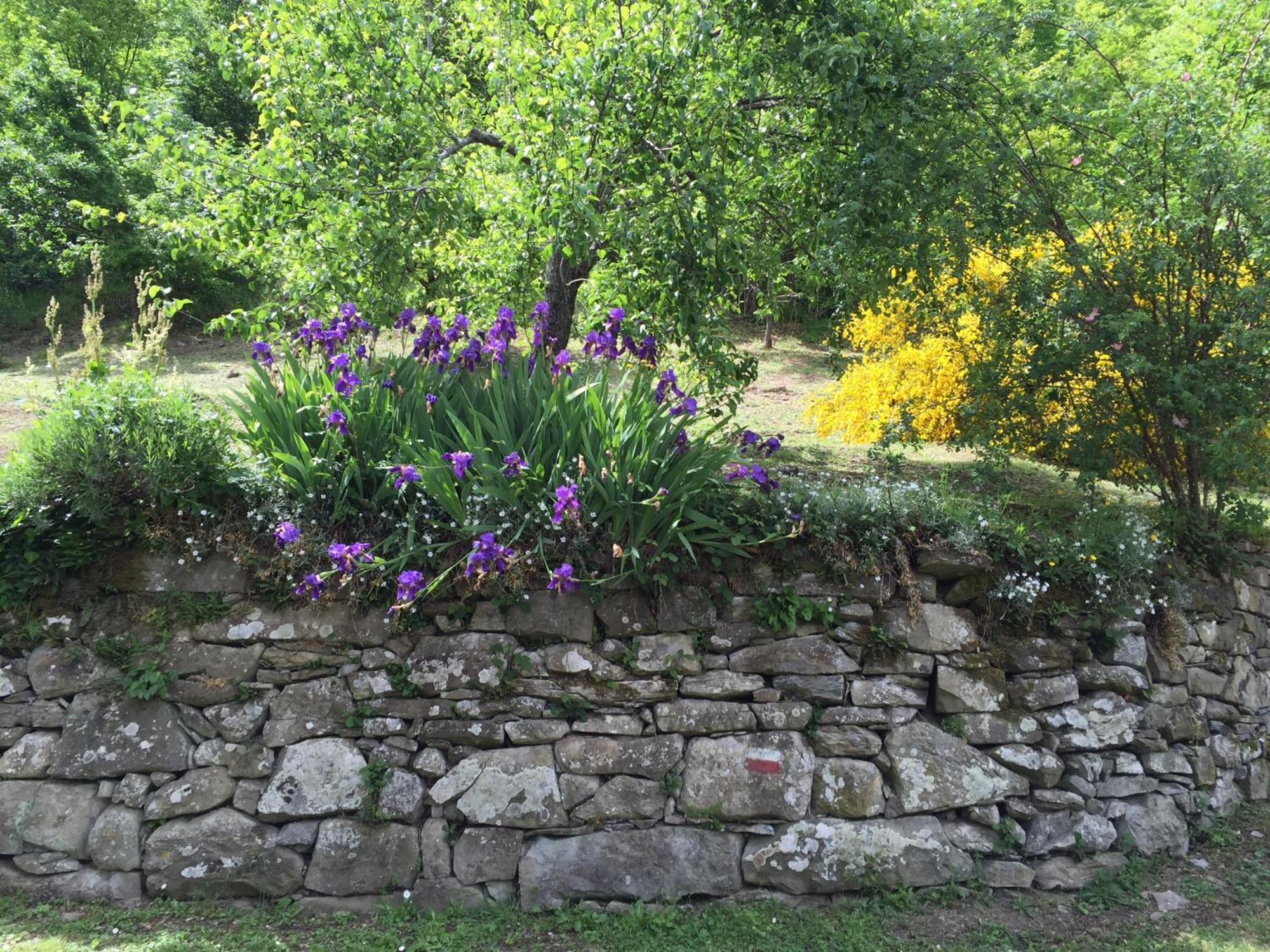 Caprese Michelangelo Bio Agriturismo Il Vigno מראה חיצוני תמונה